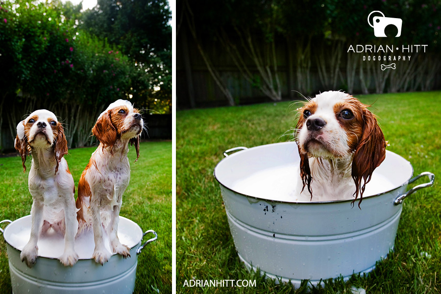 dog-bath Dog Photographer Nashville TN Adrian Hitt