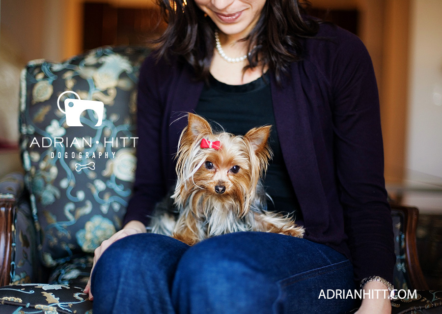 Teacup Yorkie New York City Dog Photographer