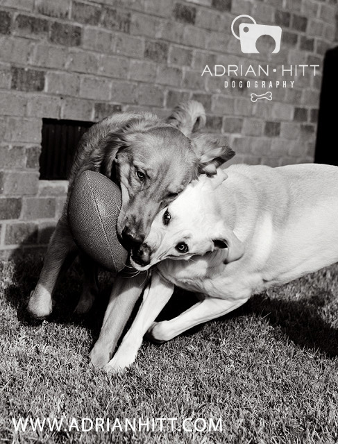 Dog Photographer, Nashville TN, Adrian Hitt Photography