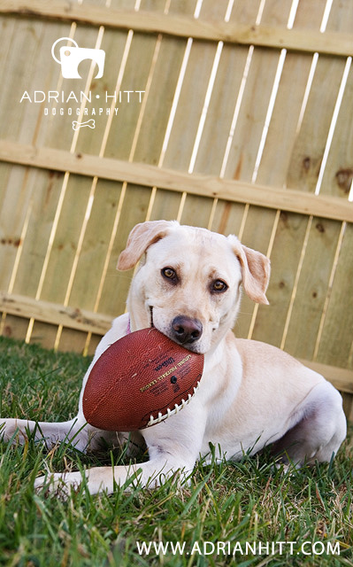 Dog Photographer, Nashville TN, Adrian Hitt Photography